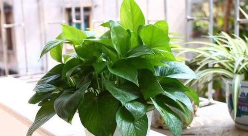  【空气中】新房子甲醛多该怎么办？居家摆放3种植物盆栽，既美观又实用