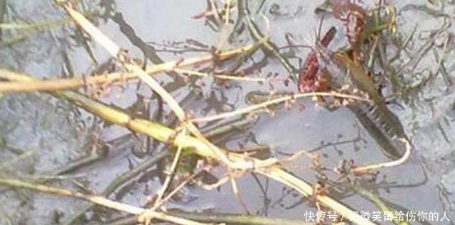 这位农村大哥利用废稻田养这个，年收入近20万，令人羡慕不已！