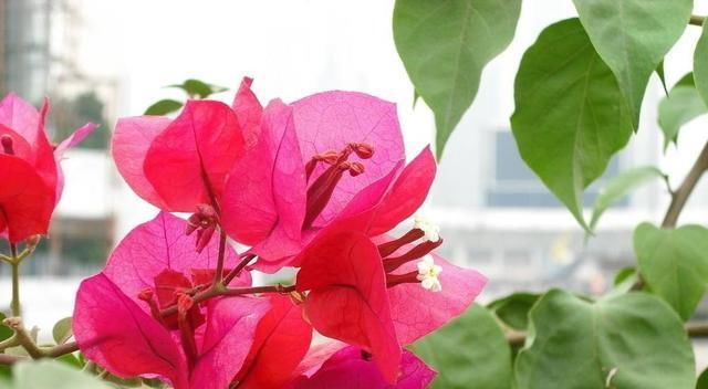  【三角梅】夏天阳台不能养花？这6种花把你家的阳台承包啦！