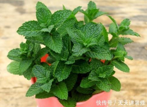  『盆顶』花店老板说漏嘴：养5种绿植真赚，去异味吸甲醛，养1盆顶个净化器