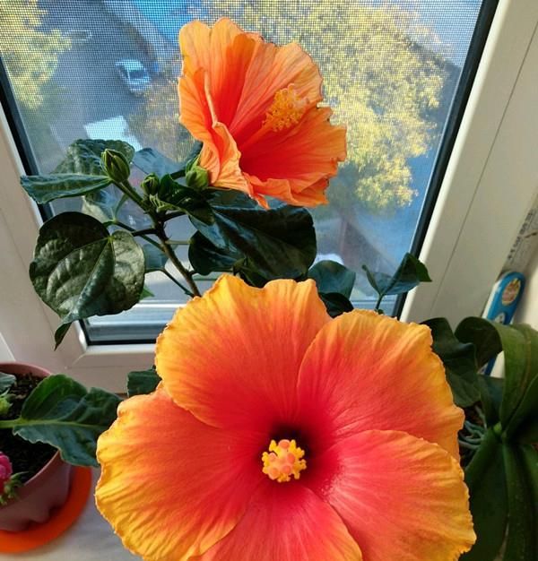  #低矮#全年开花不停，观赏价值高，植株低矮，种植容易，盆栽养花选这种
