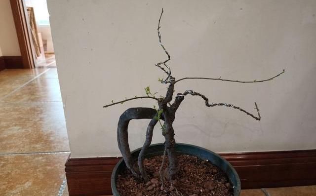  【光合作用】移栽老桩，一半成活一半干枯怎么办？这3点最好提前知道，可避免