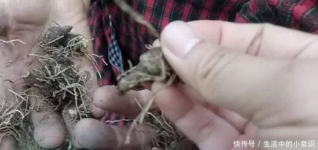 这种野草农村大妈靠它月入千元，你可别小瞧它，它是一种名贵药材