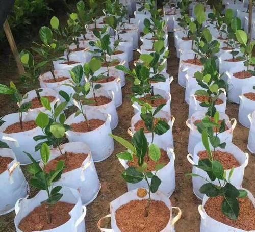  『菠萝蜜』种植技术：盆栽菠萝蜜可以结果吗，应该如何进行后期管理那？