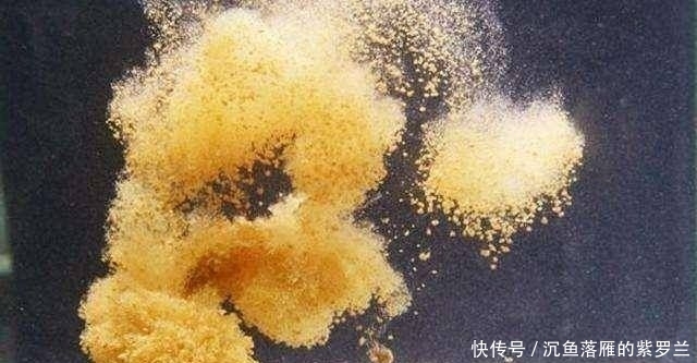  [用饵]野钓鲤鱼，用饵和调漂很关键，掌握这些硬核细节，不怕没渔获