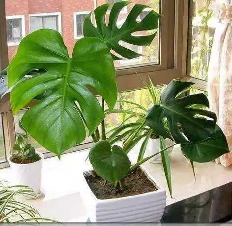  #漂亮#推荐6种漂亮的室内盆栽植物，瞬间提升家居品质！