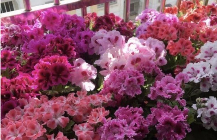  #玫瑰海棠#开花最香的4种花，家里养一盆，适应性强、花朵绚丽多彩