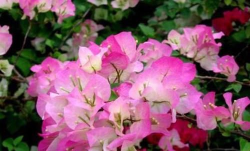 「花芽分化」三角梅不开花别盲目控水,从几方面找原因,正确处理才能花枝满头