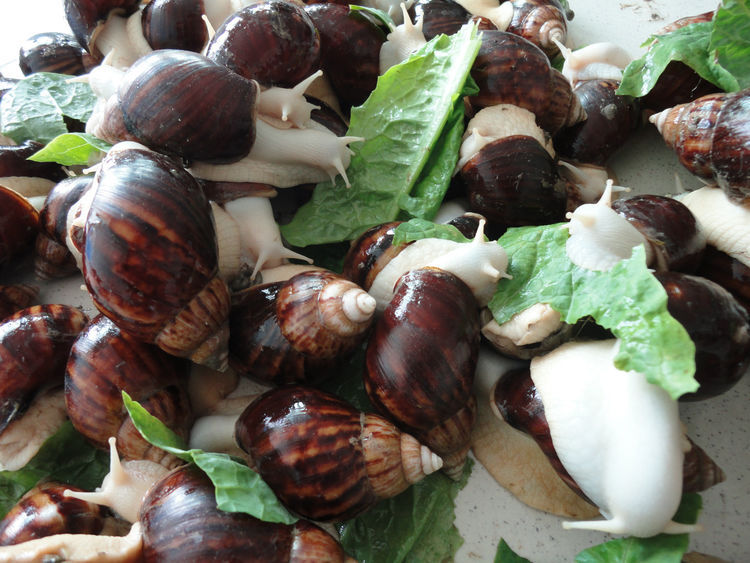  #齐名#它与鱼翅齐名，每亩利润高达万元，养殖的人却很少，农民