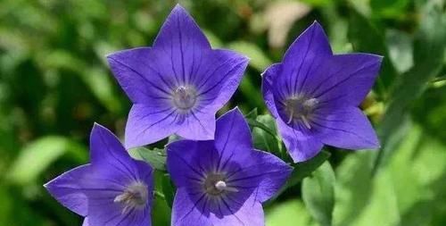 【根茎】盆栽这野花即能赏花又能食用,花色美丽多彩,根部腌咸菜清脆可口