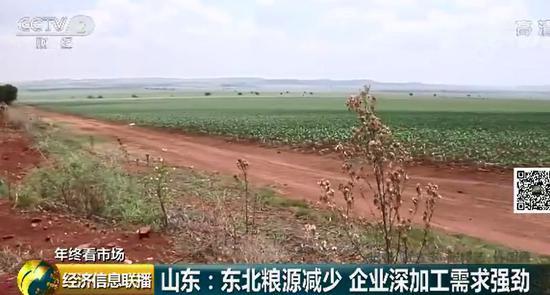 玉米价格高涨背后：东北粮源减少 企业深加工需求旺