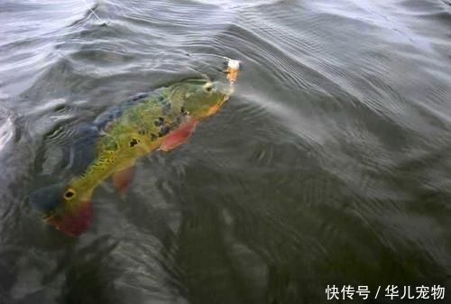  拼命■以美丽凶悍著称的孔雀鲈，遇见鱼饵拼命追，想钓点别的鱼都困难