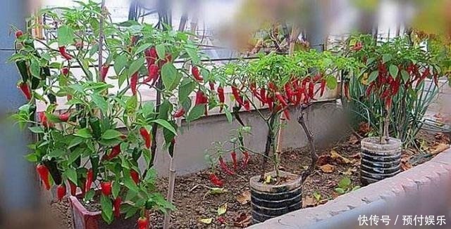 “2种菜”适合种阳台，1个空油桶就搞定，长出“红辣椒”一串串
