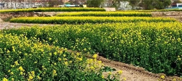 『雨生』雨生百谷,花开百福,陇西的油菜花开了……