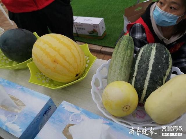 章丘@章丘高官寨甜瓜熟了!到大棚里看看尝尝甜到心里