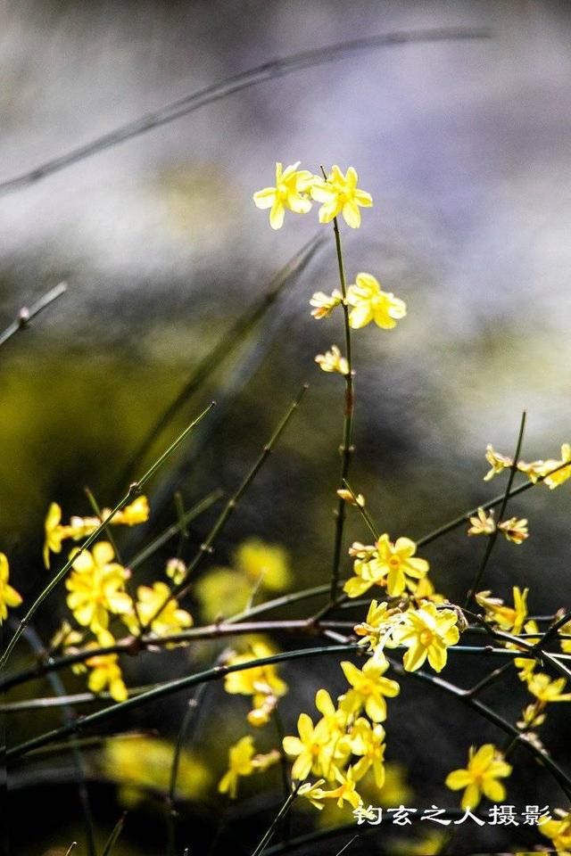  雨来：等风来，等雨来，等你来——我心中的迎春花