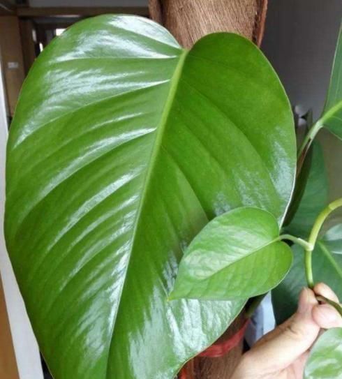  #油绿#养绿萝加点料，叶子油绿又美观，注意使用技巧，植株长得壮