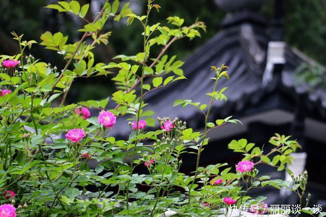 「美好」活成植物的姿态,不动声色地美好着