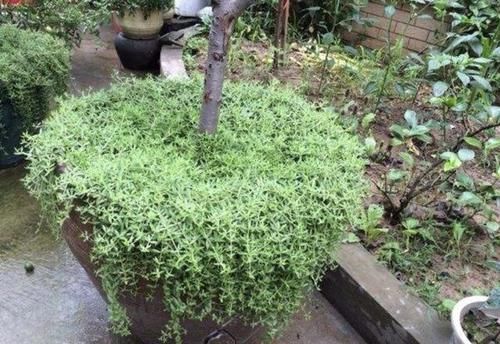 狗牙:1种多肉植物,人称“狗牙瓣”,常生长在河边,挖回家养,漂亮!