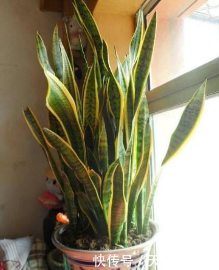 #能力#公认的这“4种”植物，吸甲醛能力超强，养得越多，身体越健康！