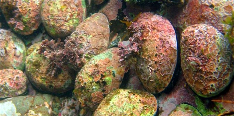 游客海底潜水发现粉红色石头，得知真面目后，才明白是难得宝贝