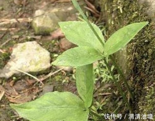  「见到」田地里，1种翠绿的“野草”，人称“半夏”，别轻易铲除，珍贵！