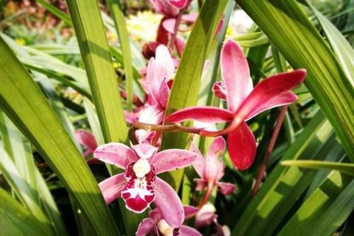  『叶子更加』养花时往花盆里扔几样东西，不用多久，植物就能开满爆盆了