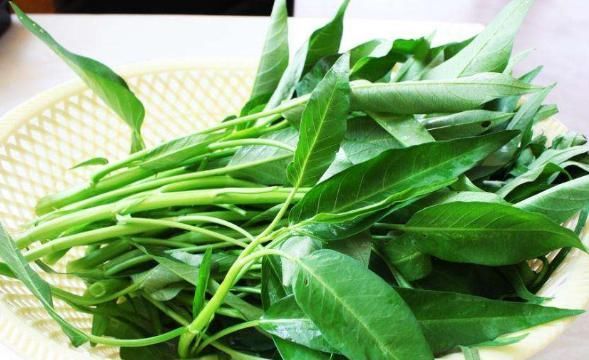 必选■阳台种上“4种菜”,长得快结果多,吃了一茬又一茬,懒人必选