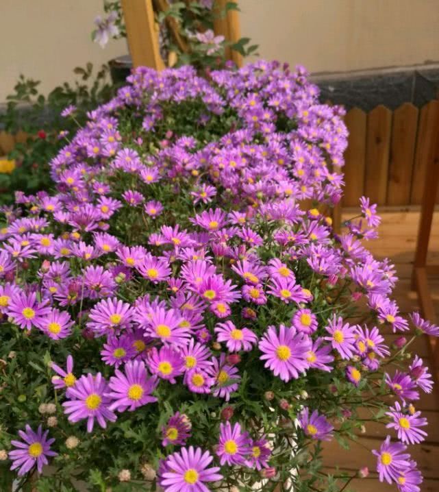 『开花爆盆』此盆栽花号称“开花机器”,四季花开不停,爆盆容易还很好养