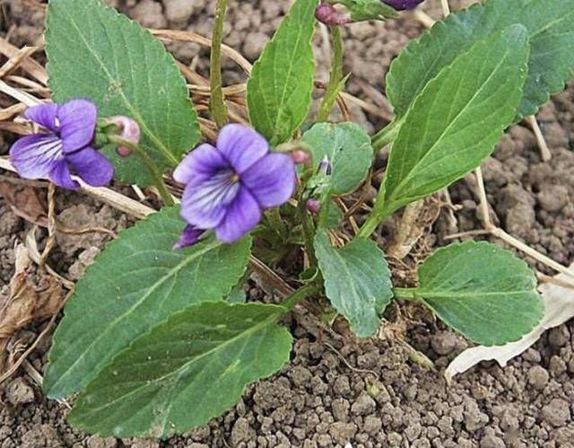  「漂亮」山上的1种“野草”，能开出漂亮的花朵，比“茉莉花”美，珍贵！