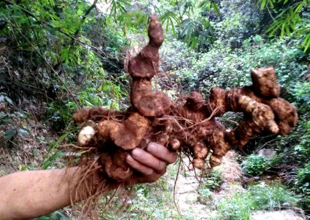  黄精：农村有“一宝”，曾是农民的“救命粮”，如今农民用来煲