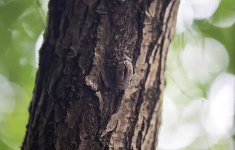 不是谣言！杭州最近这东西多到成灾，跪求吃货出手！