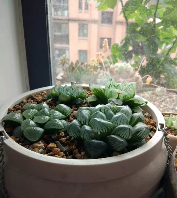  『品种』夏天养玉露，可“闷”，不可“晒”，小心晒成“屎色”，大打折扣