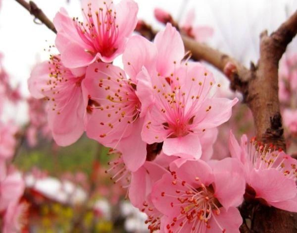  『花钱』最会花钱的四大生肖，花钱如流水，典型月光族，没钱真的养不起！