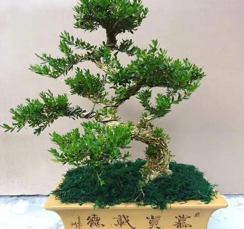  「身价」这六种植物越养越值钱，在家养几年，身价猛涨几倍！你家养了几种