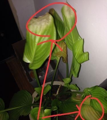  「花朵繁多」玉簪叶片枯黄不开花？了解原因，仅需4步养护，叶片翠绿，花繁多