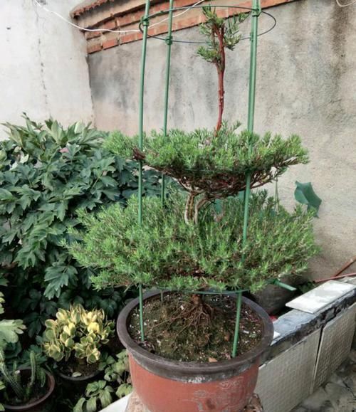  【草花】太阳花还是草花吗？大神居然把太阳花养成了花树，开花爆盆成花塔