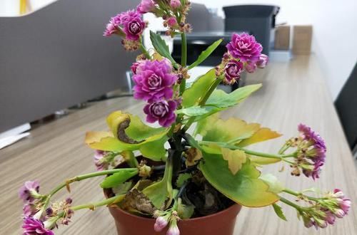  水浇灌■划重点！这7种花春天浇水方式，做对了后半年疯长不用愁