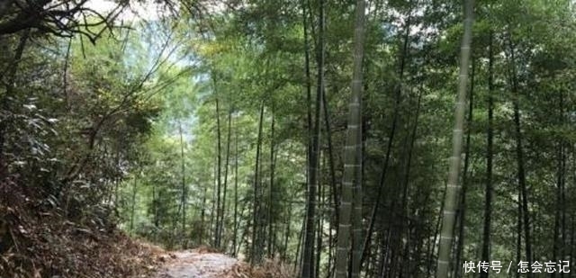 农村此种竹子种了不用去卖，照样年赚几十万，真是懒人也能赚大钱