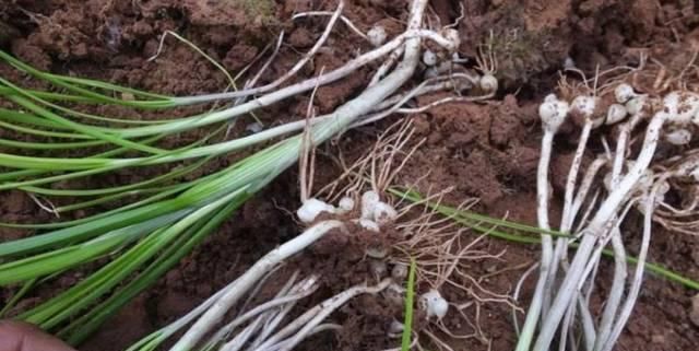  『野草』一种生长在地中央的“野草”，摘叶可以别挖根，现在越来越珍贵了