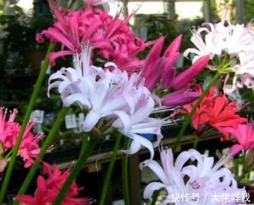  [最简单]到底是彼岸花还是娜丽花？开花爆盆还傻傻分不清，老司机一招区别