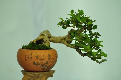  「植株」微型盆景制作方法，有哪些养护要点？