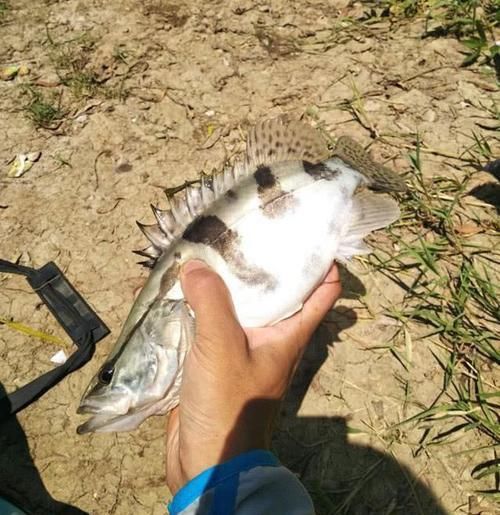 「碰到」钓鱼你遇到过哪些不可思议的巧合?有些事,一辈子只能碰到一次