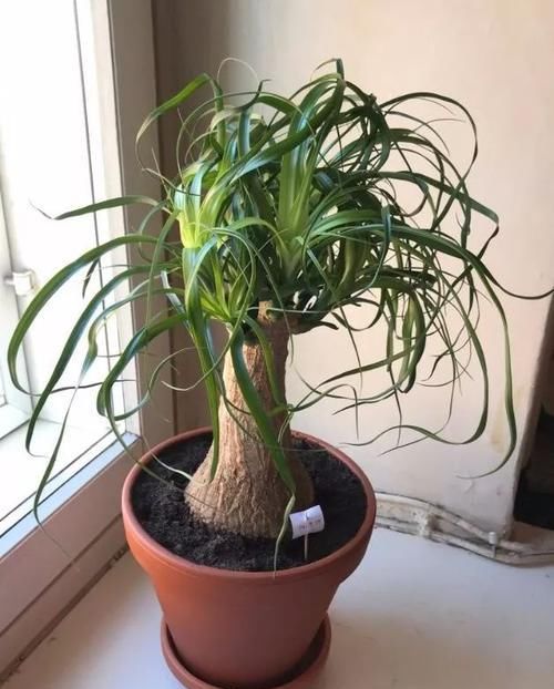  『观叶植物』家里特好养的7种绿植，叶子四季翠绿，相信每个人都能养好它们