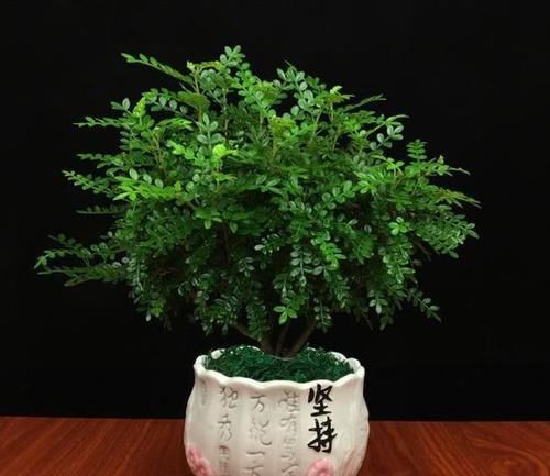  『香味』树桩盆景没有香味？可能是因为你没见过这几种，养上几盆都不嫌多