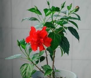  #盆栽上几盆#养花开花少？这4种被称“劳模”的花，花期长、月月有花赏！