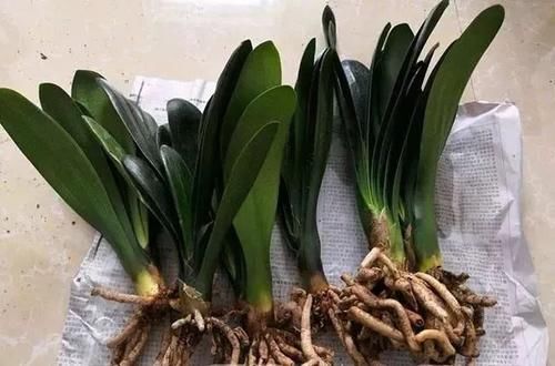  【杀菌消毒】春天给花换盆换土，少做一件事，等于白费力，养花难服盆！
