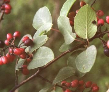  『乌头』附子又名乌头或附片，为毛茛科、乌头属植物的子根加工品。