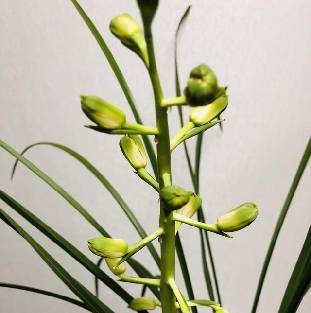  #夏养#夏养兰花，抓好3个养护点，新芽猛冒开花不停！