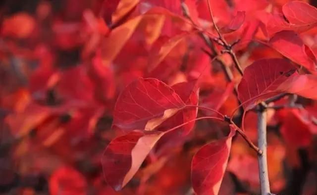 赏红叶，万万没想到还有这些地方，真是美的惊艳了时光。